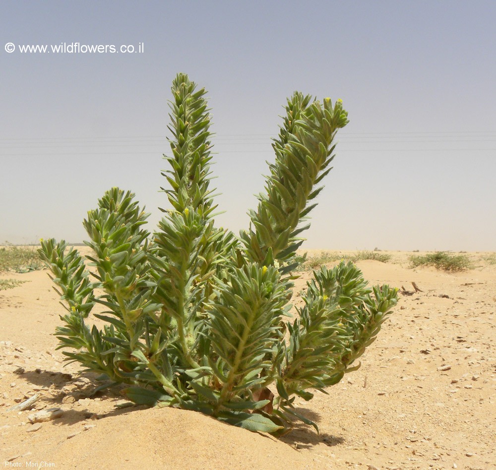 Arnebia linearifolia